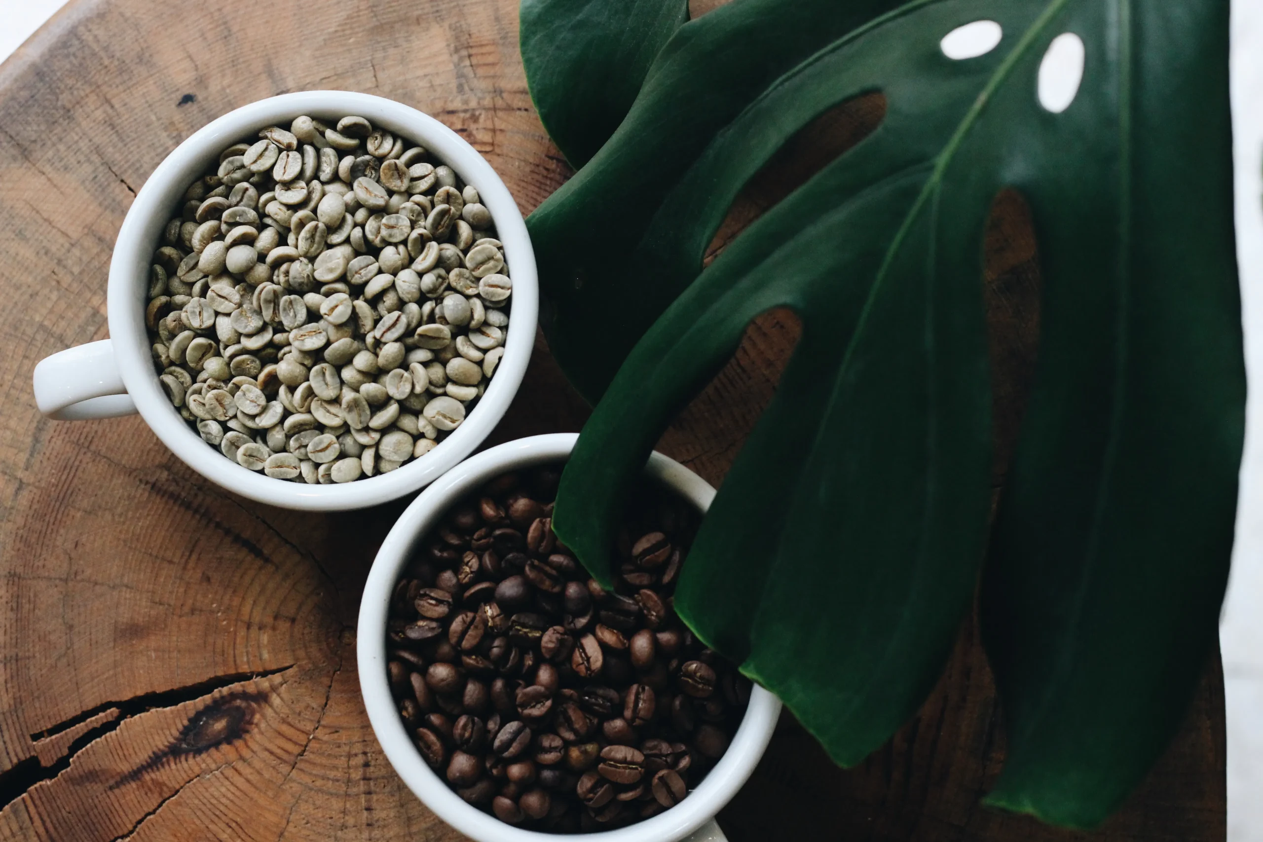 Overhead shot of two cups, one filled with unroasted green coffee beans and the other with roasted brown beans, beside a large Monstera leaf, representing the journey of content from raw idea to polished blog post, enhanced by AI writing tips.