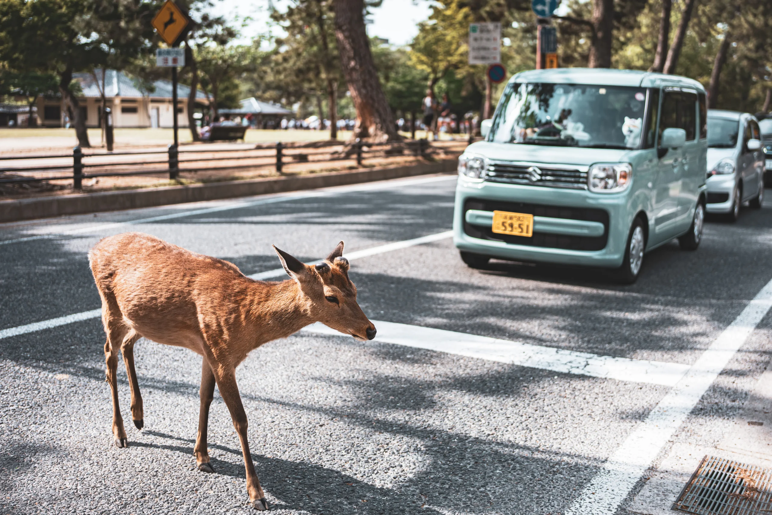A deer crossing the road in front of a car, illustrating an unexpected obstacle, unrelated to AI SEO writer or blogging tips.