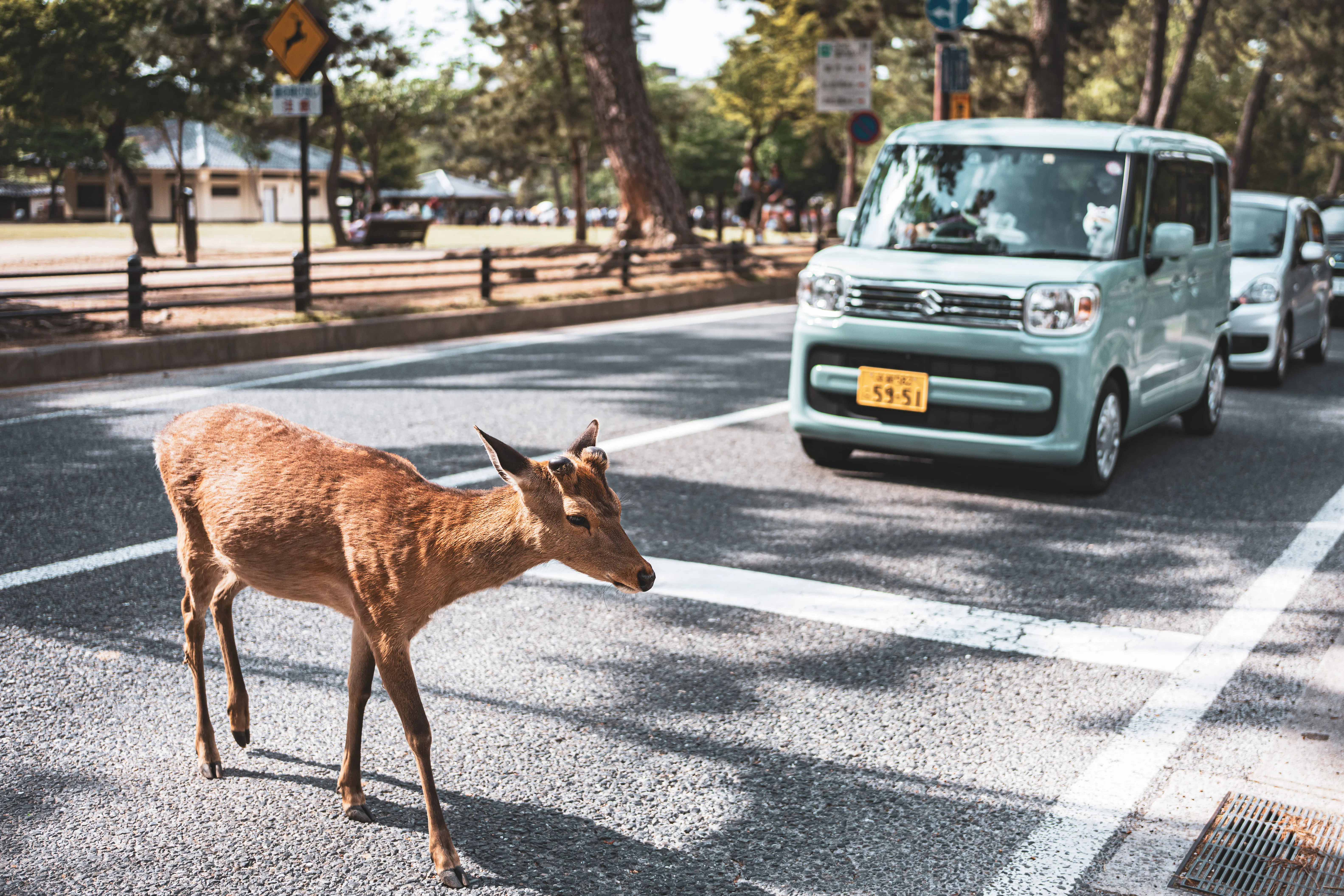 A deer crossing the road in front of a car, illustrating an unexpected obstacle, unrelated to AI SEO writer or blogging tips.