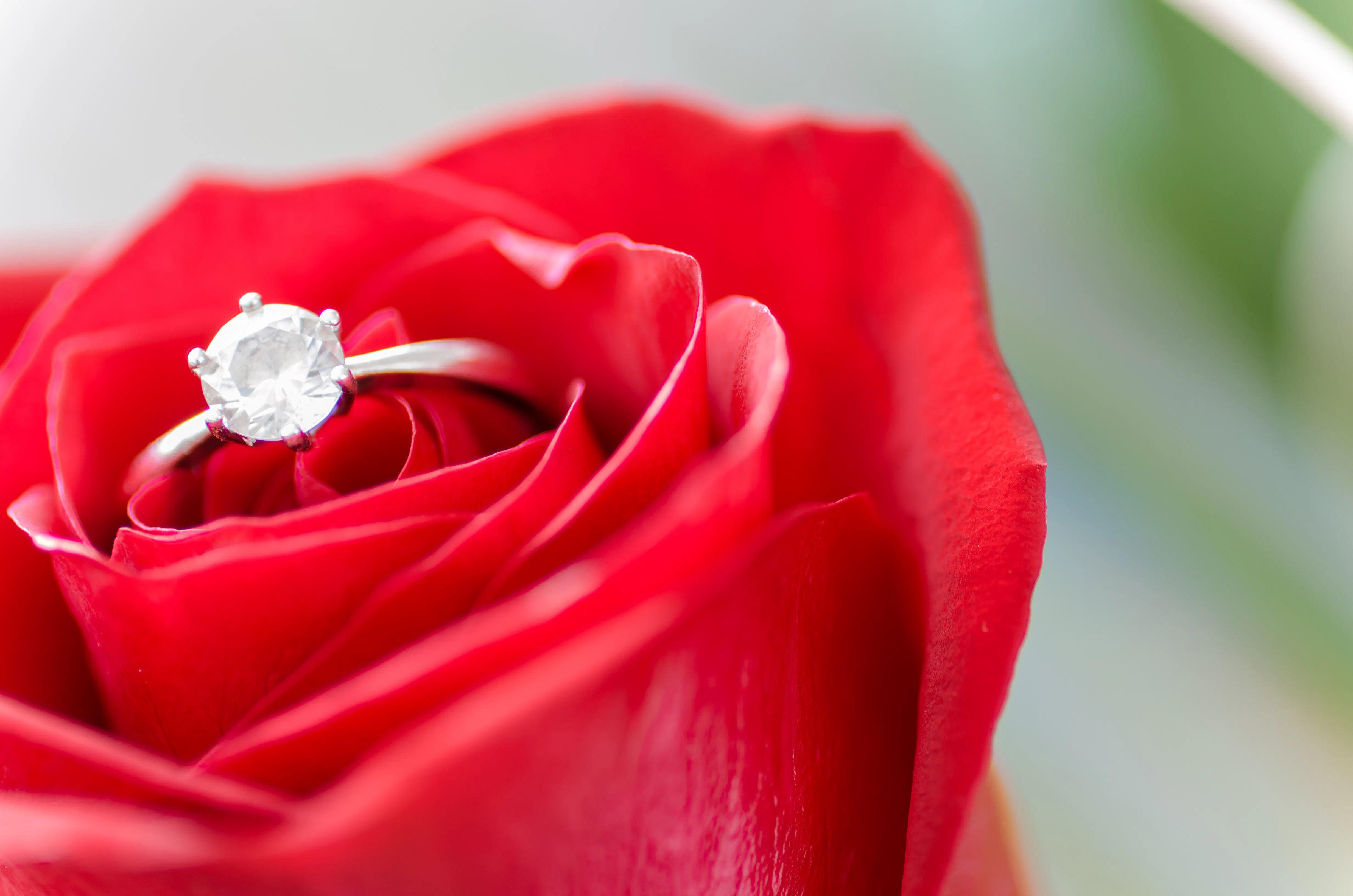 Close-up of a diamond ring nestled in the petals of a vibrant red rose.