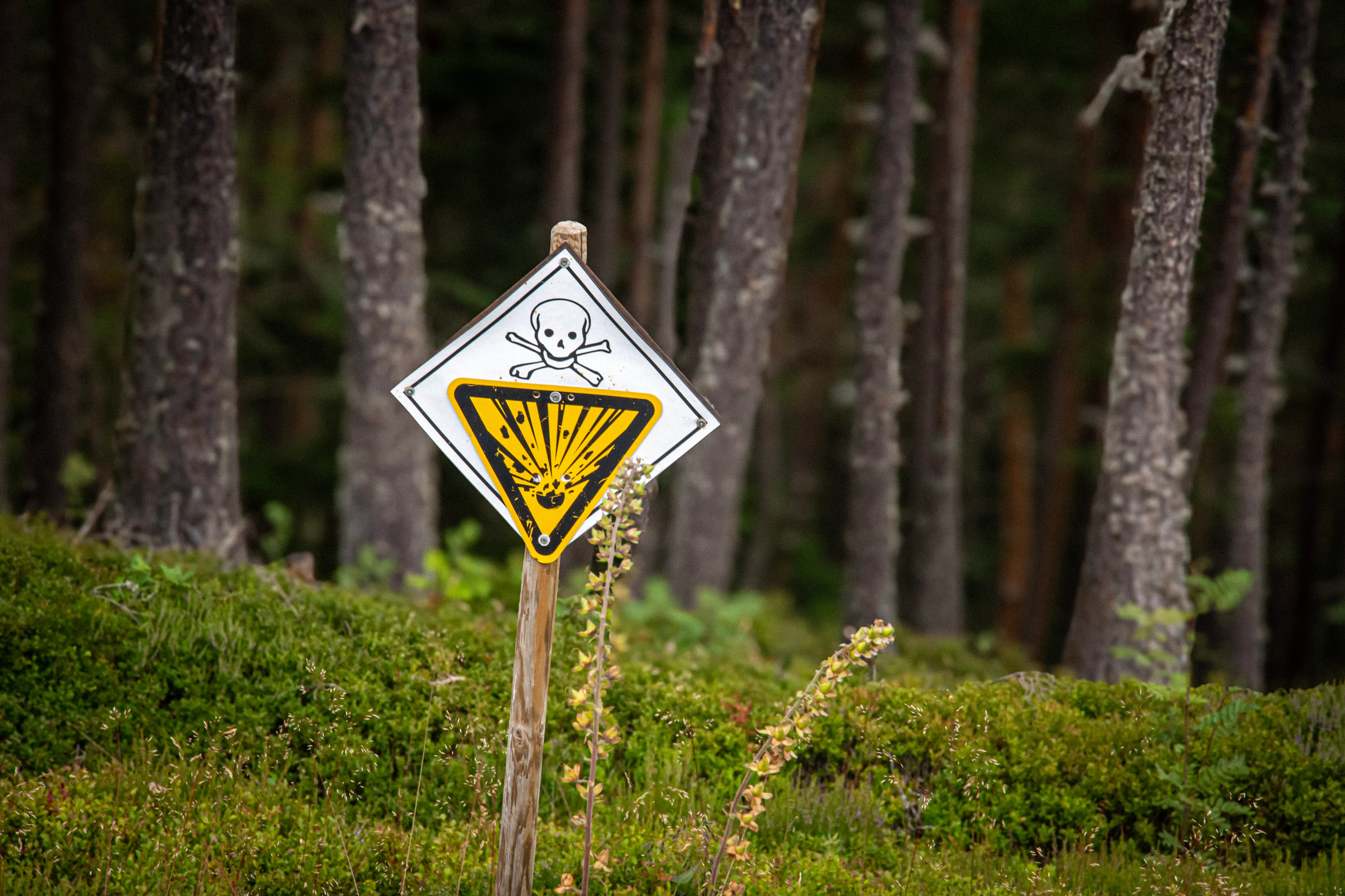 A warning sign in a forest, symbolizing the risks of ignoring an automated content creation strategy.